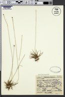 Lachnocaulon anceps image