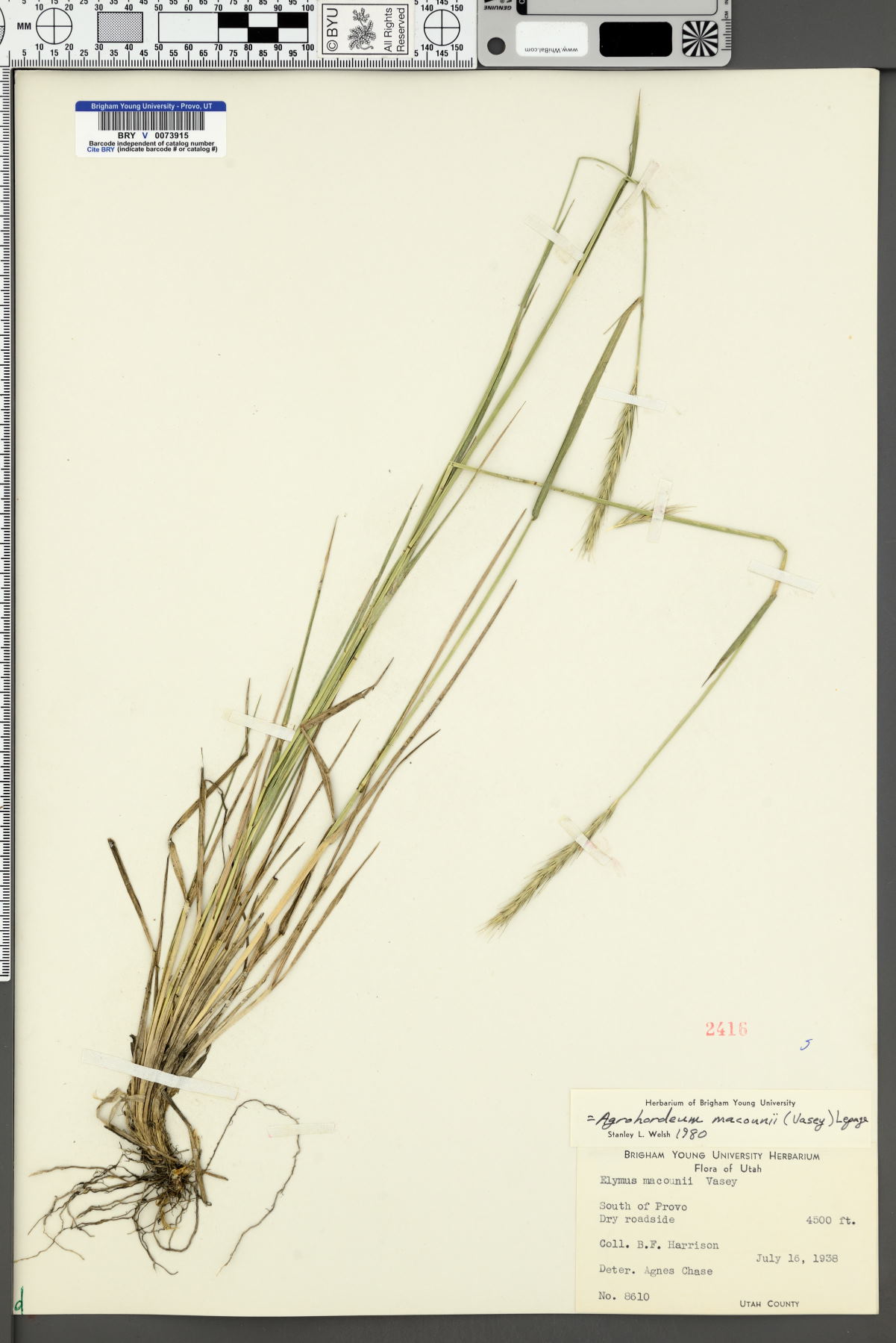 Agrohordeum macounii image