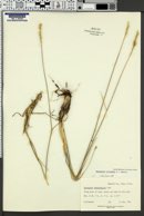 Agropyron cristatum image