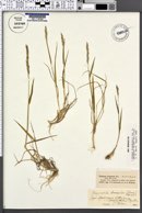 Elymus kronokensis image