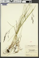 Agrostis oregonensis image