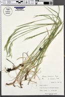 Bromus anomalus image