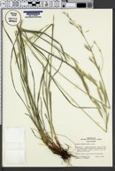 Bromus carinatus image