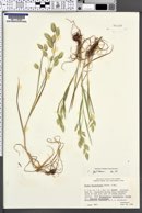 Bromus briziformis image