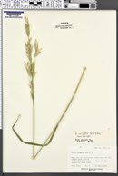 Bromus carinatus image