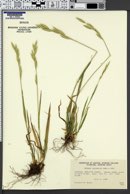 Bromus carinatus image