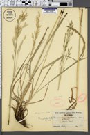 Bromus carinatus image