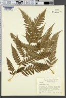 Pteris comans image