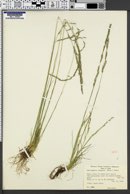 Deschampsia elongata image