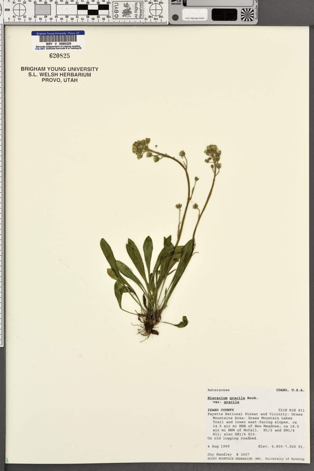 Hieracium gracile image