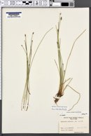 Eleocharis macrostachya image