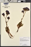 Phacelia crenulata image