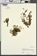 Minuartia arctica image