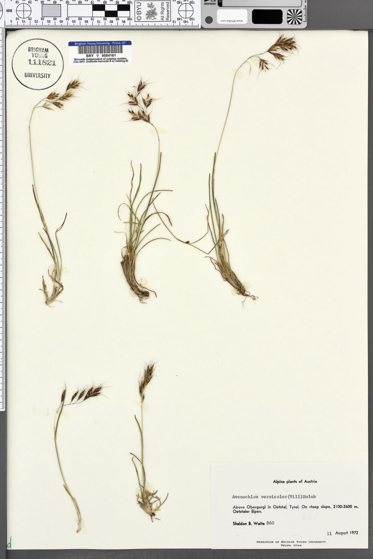 Avenochloa image