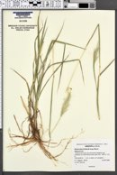 Bothriochloa barbinodis image