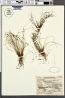 Cyperus subsquarrosus image