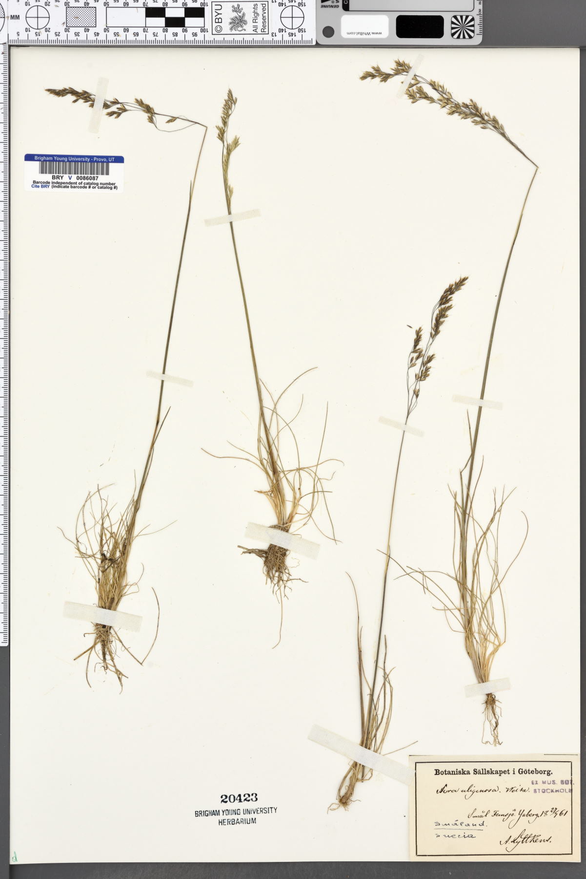 Deschampsia setacea image