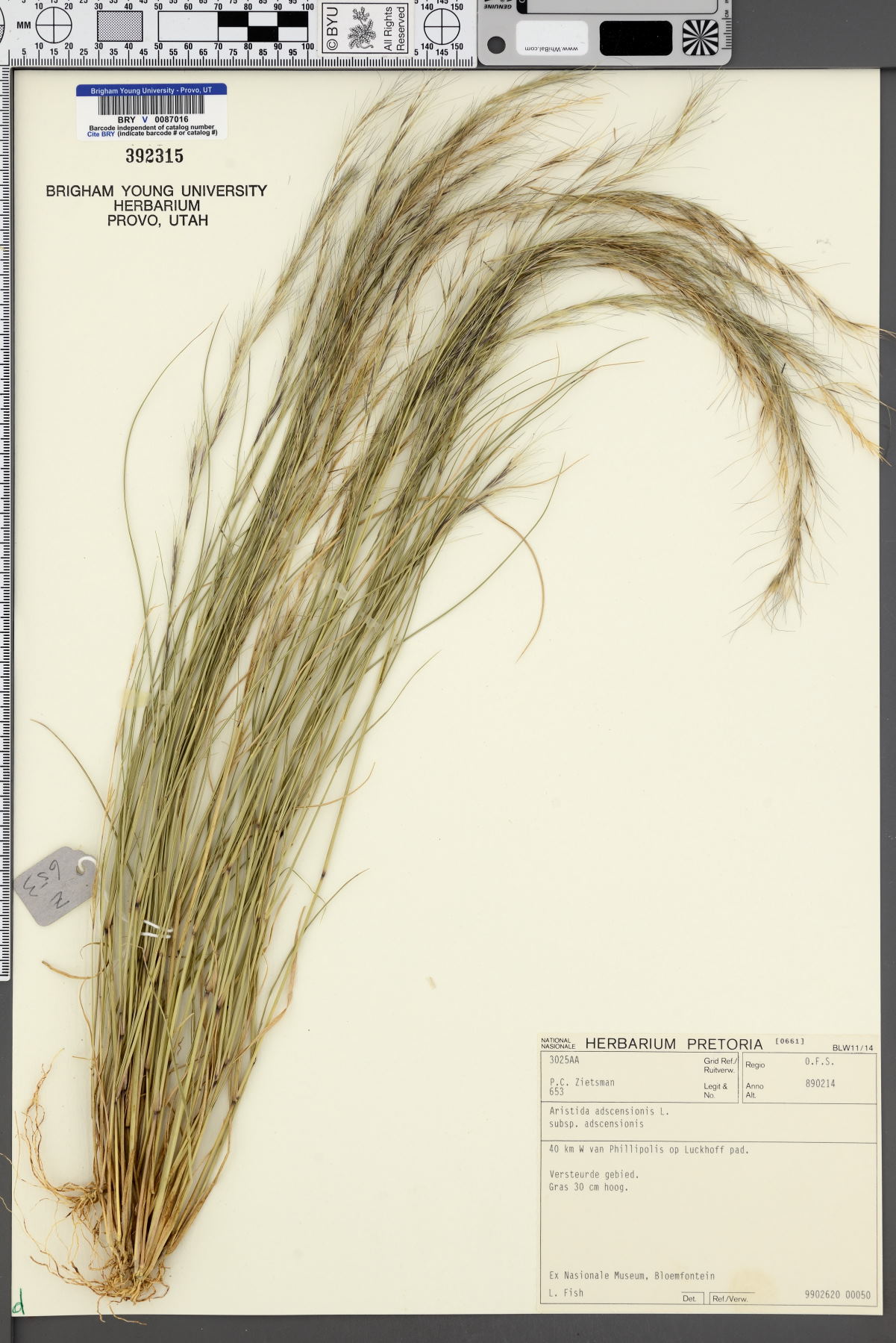 Aristida adscensionis subsp. adscensionis image