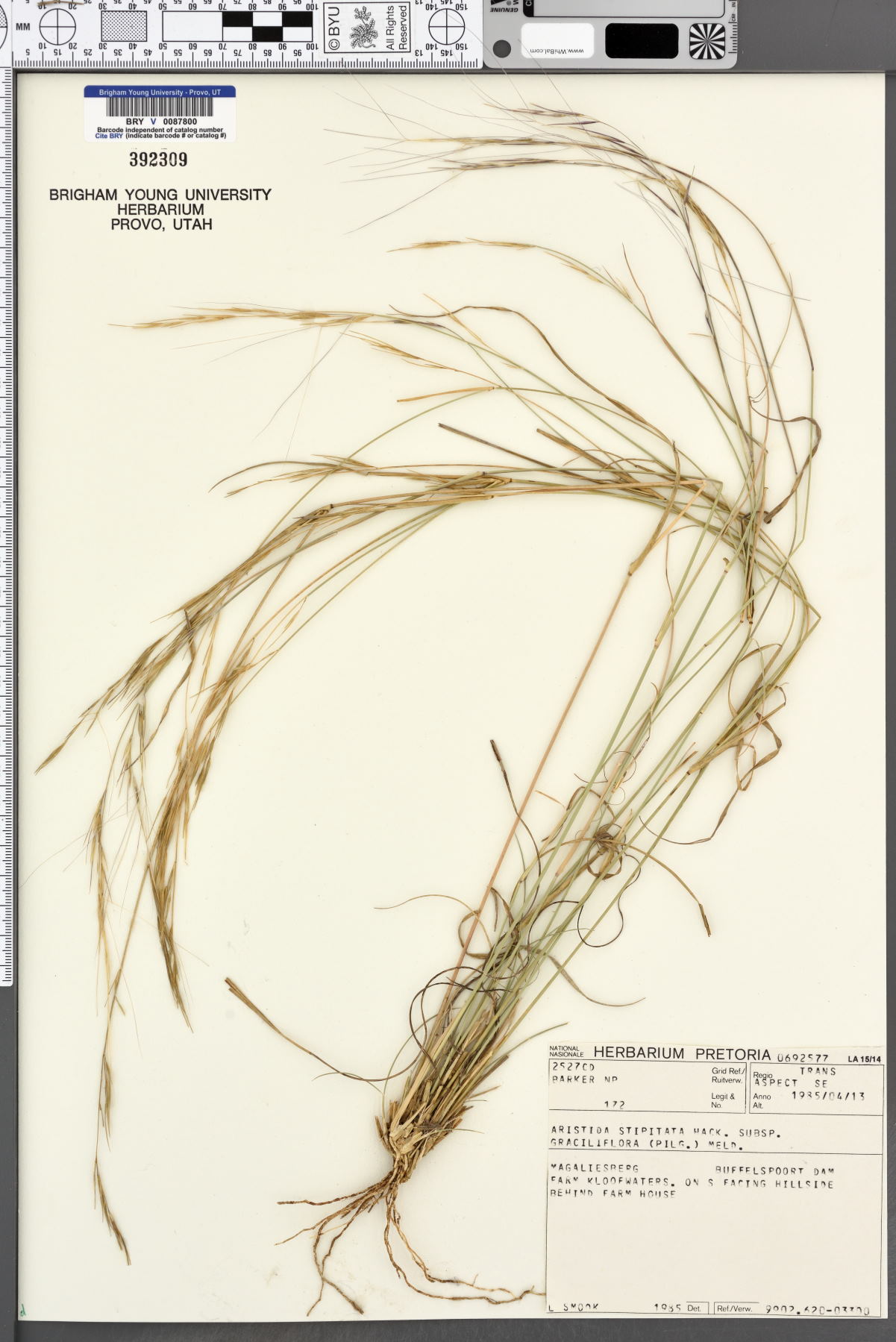 Aristida stipitata subsp. graciliflora image