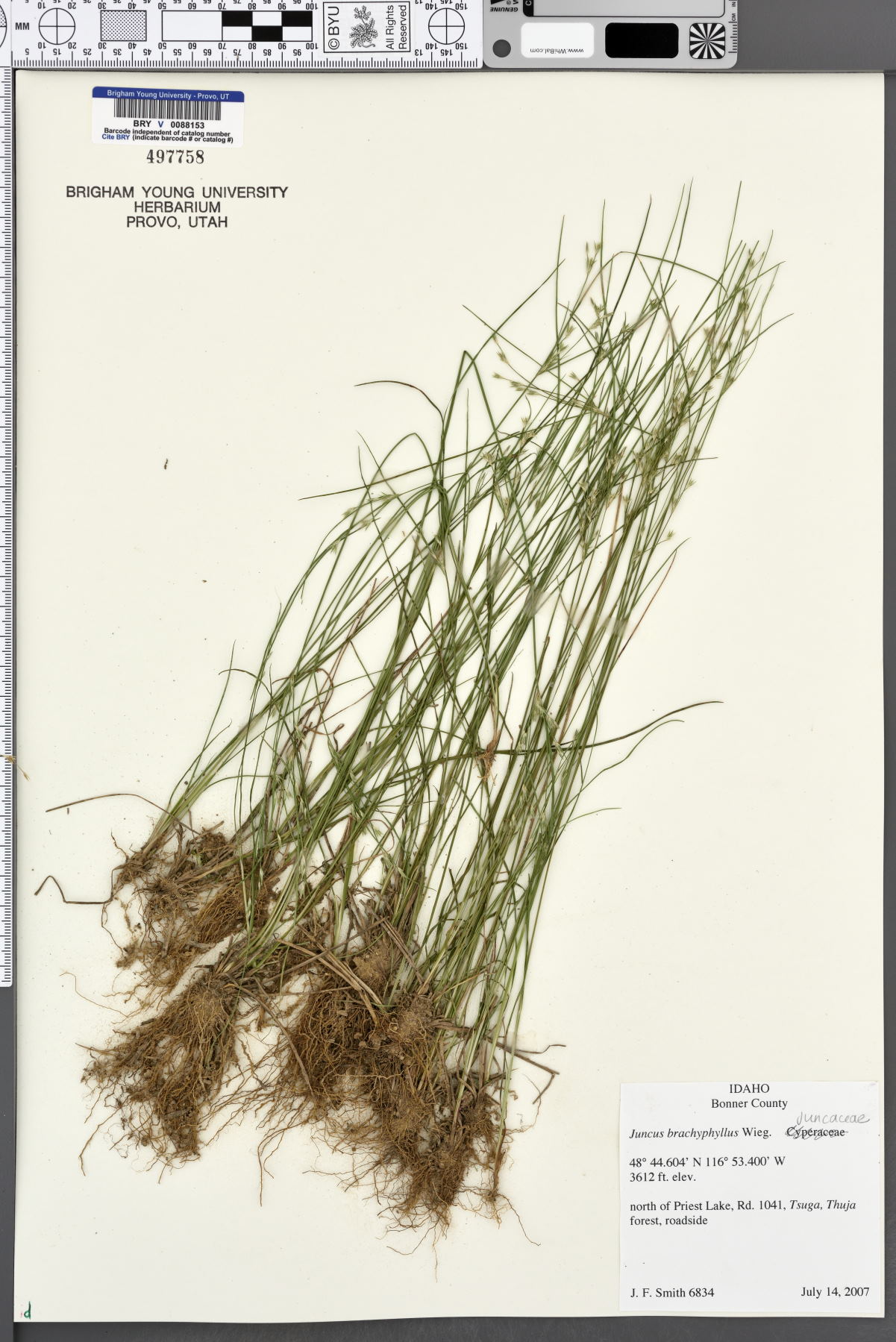 Juncus brachyphyllus image