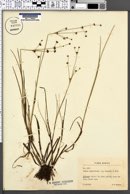 Juncus articulatus image