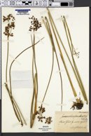 Juncus subnodulosus image