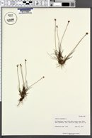 Juncus triglumis image