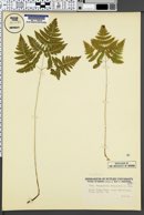 Thelypteris phegopteris image