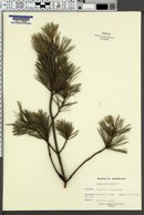 Pinus sylvestris image