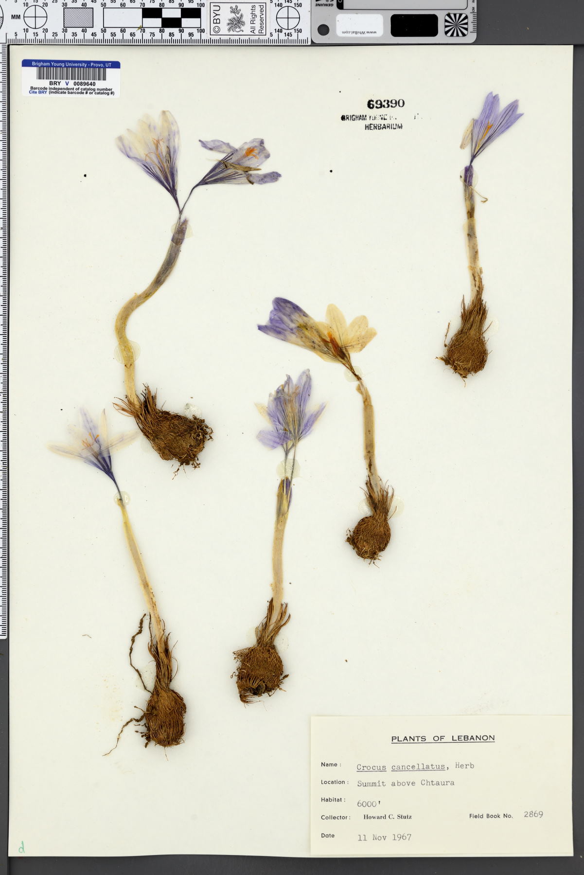 Crocus cancellatus image