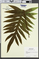 Phlebodium aureum image