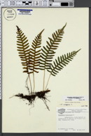 Polypodium appalachianum image