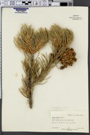 Pinus monophylla image