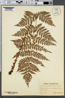 Dryopteris dilatata image