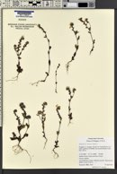 Phacelia verna image