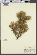 Pinus edulis image