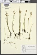 Juncus nodosus image