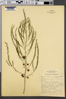 Asparagus officinalis image