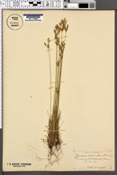 Juncus secundus image