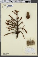 Picea abies image