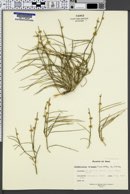 Ephedra foliata image