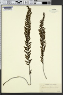 Hymenasplenium cheilosorum image