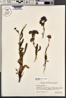 Phacelia crenulata var. corrugata image