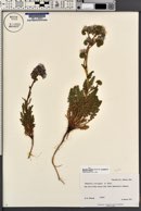 Phacelia crenulata var. corrugata image