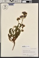 Phacelia crenulata image