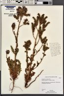 Phacelia crenulata image