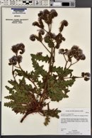 Phacelia crenulata image