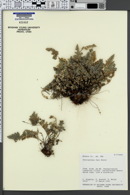 Myriopteris gracilis image