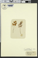 Cryptogramma stelleri image