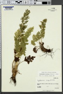 Cryptogramma sitchensis image